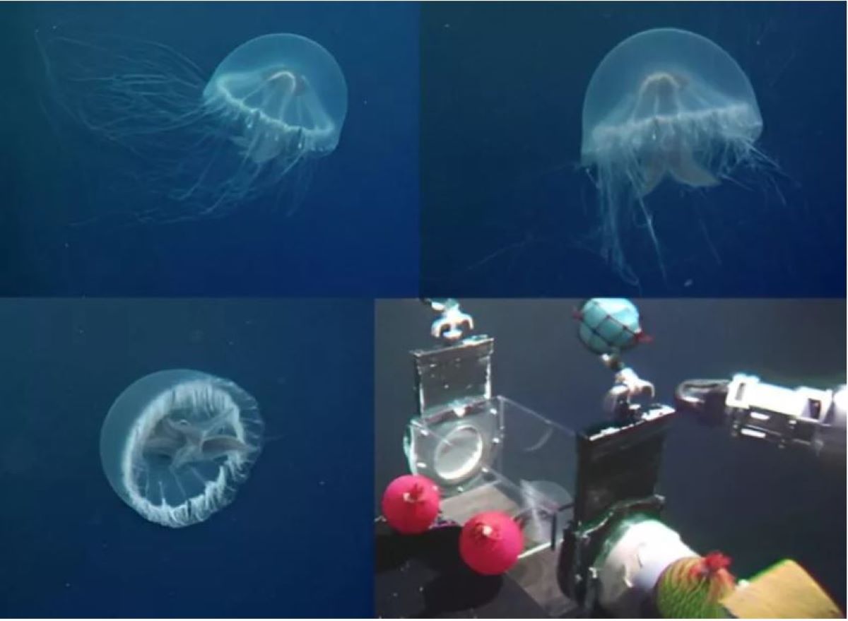 Το 2002, ένα τηλεχειριζόμενο υποβρύχιο όχημα αιχμαλώτισε τη μέδουσα. Μόνο ένα δείγμα του νέου είδους έχει ανακτηθεί