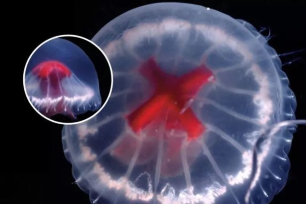 Ανακαλύφθηκε άγνωστο είδος τρομακτικής μέδουσας