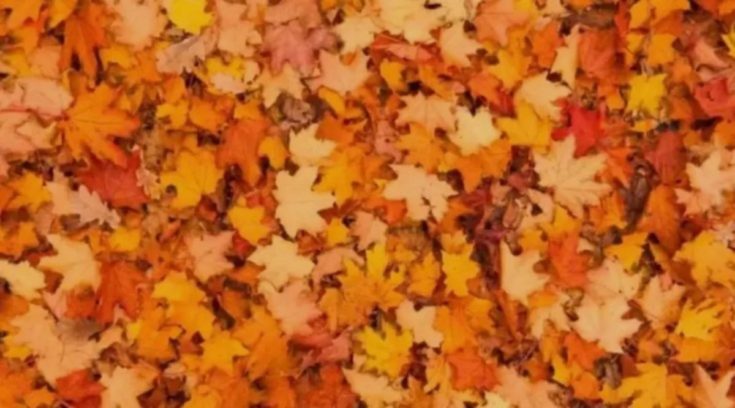 Οπτική ψευδαίσθηση