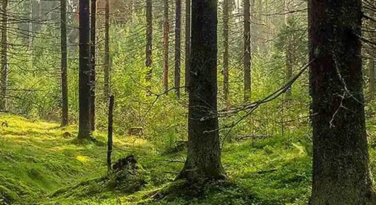 Οπτική ψευδαίσθηση