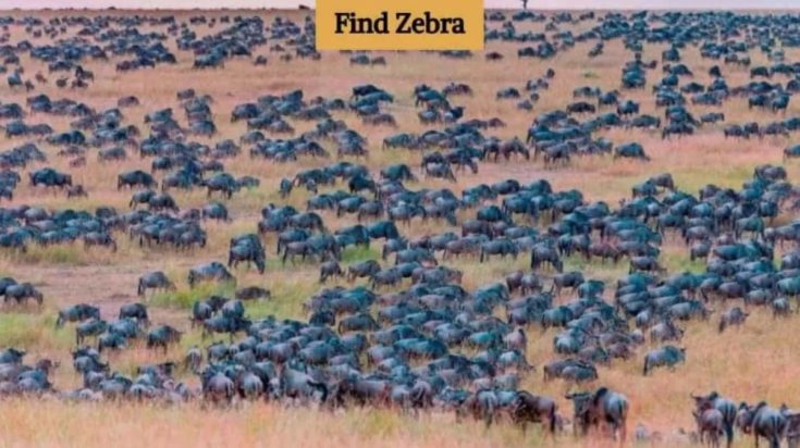 Οπτική ψευδαίσθηση