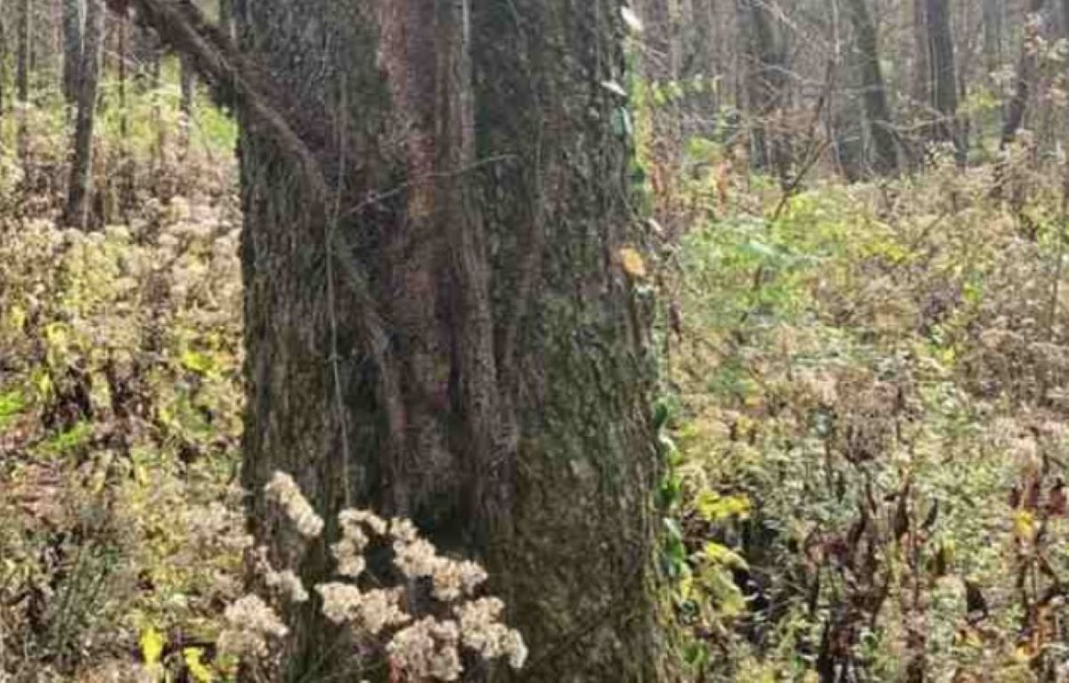 Οπτική ψευδαίσθηση