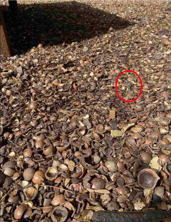 Οπτική ψευδαίσθηση