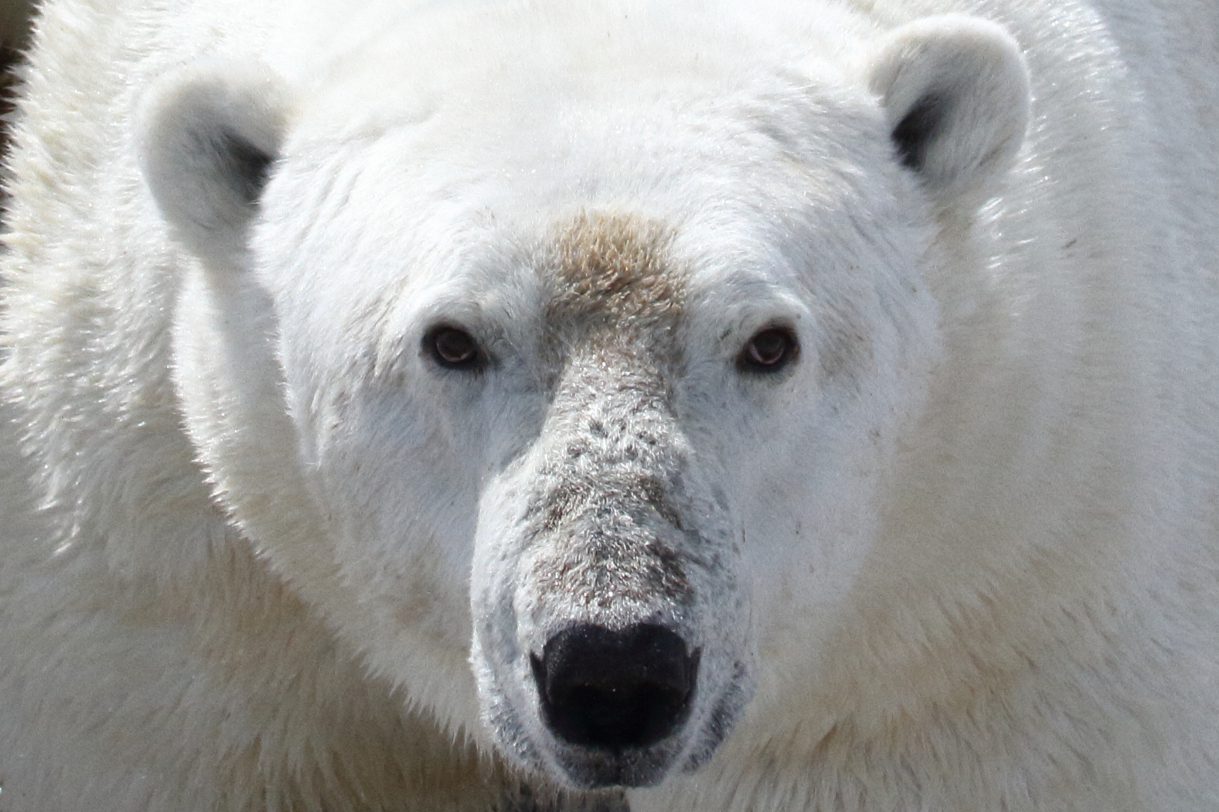 Οι πολικές αρκούδες κινδυνεύουν από λιμοκτονία λόγω της κλιματικής αλλαγής