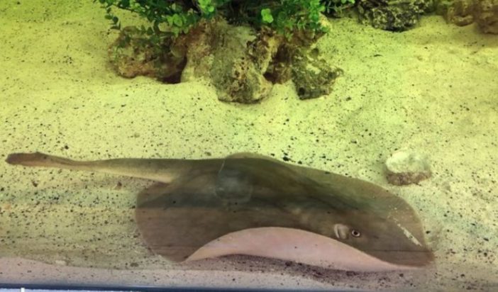 Το θηλυκό σαλάχι Σάρλοτ που έμεινε έγκυος.