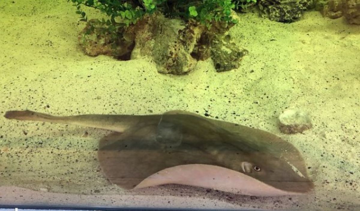 Το θηλυκό σαλάχι Σάρλοτ που έμεινε έγκυος.