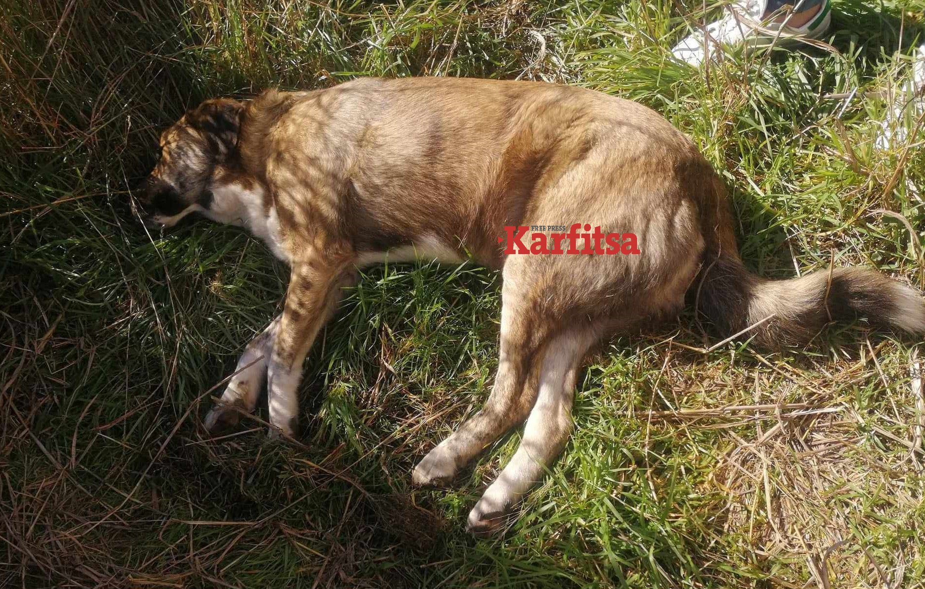 Φρίκη στην Κατερίνη: Πυροβόλησαν και σκότωσαν αδέσποτο σκύλο – Περισσότερα από 30 σκάγια στο σώμα του