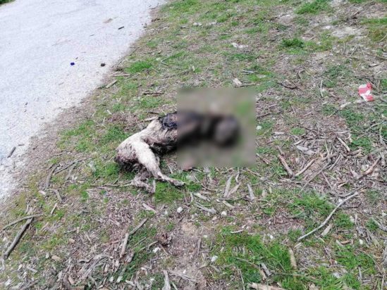 Καβάλα: Σκυλί που υπέστη φριχτό βασανισμό βρέθηκε νεκρό σε ερημική περιοχή