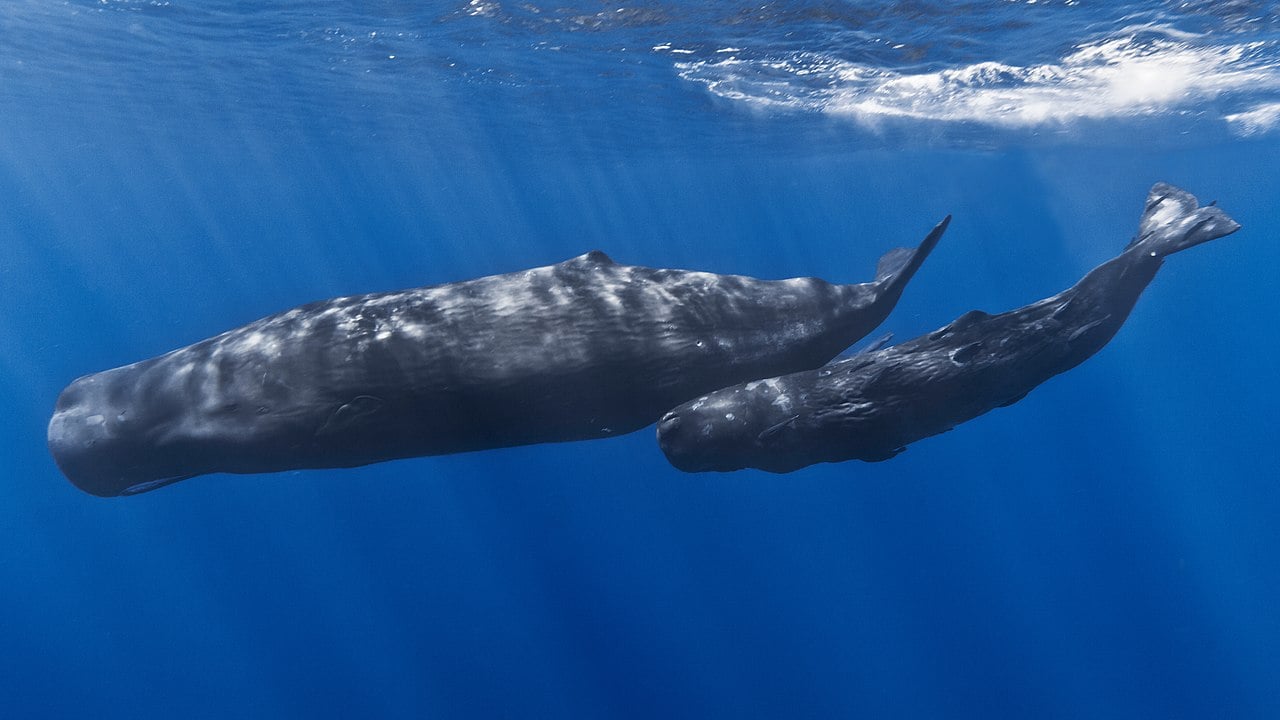 φάλαινα φυσητήρας