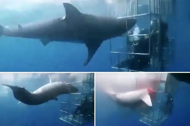 Βίντεο: Καρχαρίας χτυπά τον εαυτό του μέχρι θανάτου σε μεταλλικό κλουβί με δύτες