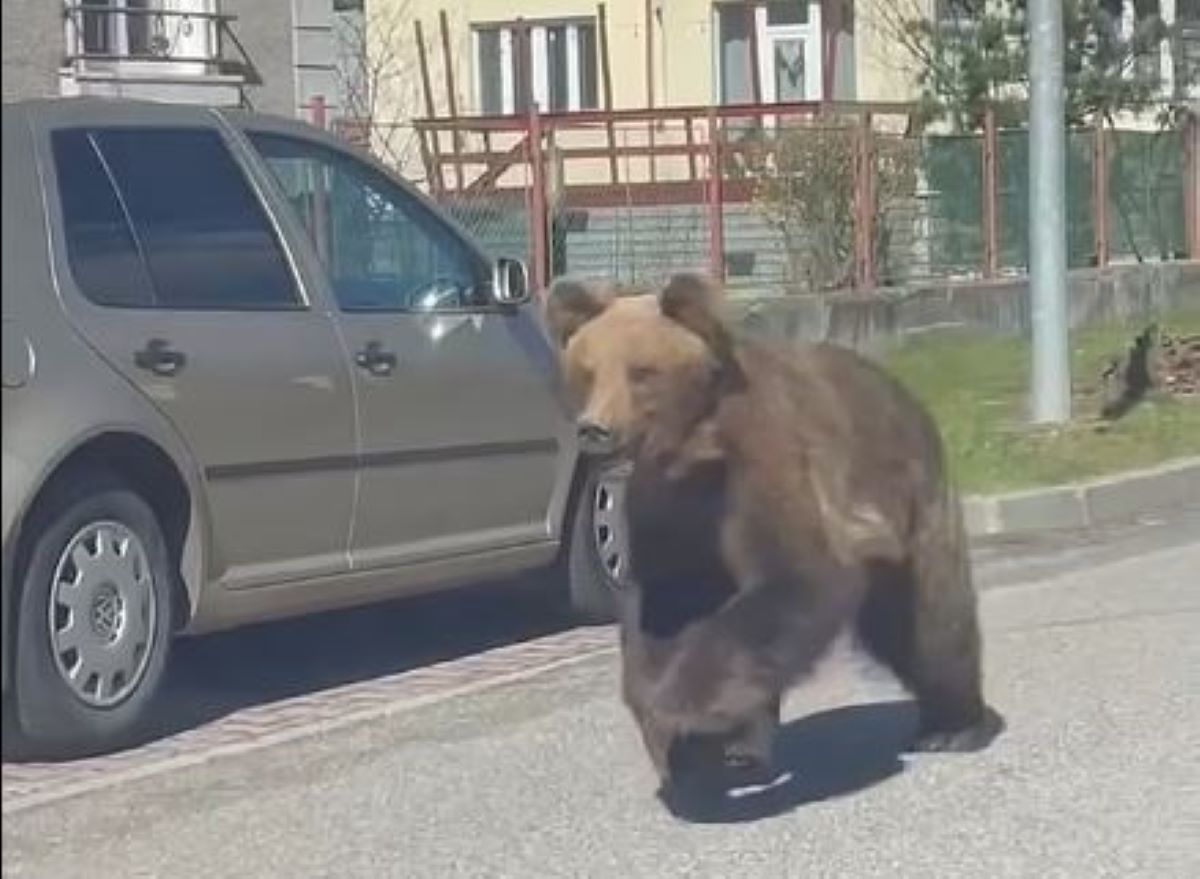 Συναγερμός σε πόλη της Σλοβακίας: Αρκούδα αλωνίζει στους δρόμους και επιτίθεται σε πολίτες