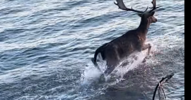 ελάφι Λέσβος