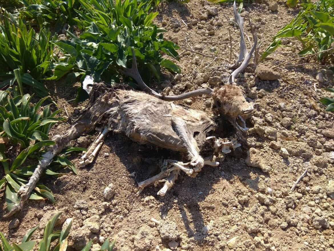 Φρίκη στην Ρόδο: Προκαταρκτική έρευνα για τα δεκάδες νεκρά ελάφια σε δημοτικό ελαφοκομείο-Εικόνες ντροπής