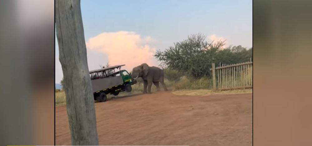 Βίντεο: Ελέφαντας επιτίθεται σε όχημα με τουρίστες