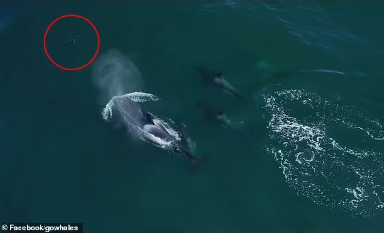 Εντυπωσιακά πλάνα: Φάλαινες δολοφόνοι περικυκλώνουν μπλε καρχαρία στις ακτές της Καλιφόρνια – Δείτε το βίντεο
