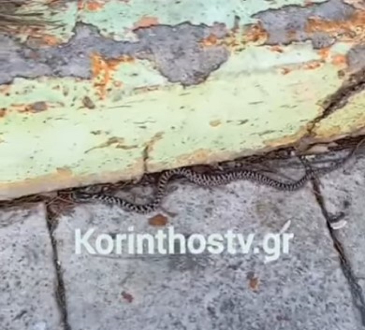 Κόρινθος: Φίδι έκοβε βόλτες έξω από το Δικαστικό Μέγαρο – Βίντεο