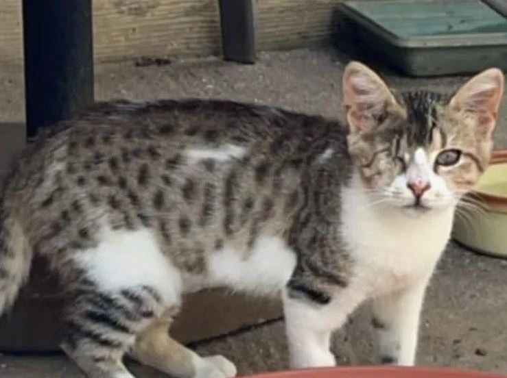 Αγωνία για τυφλό γατάκι που χάθηκε σε αεροπλάνο: Τι καταγγέλλει η ιδιοκτήτρια, η ανακοίνωση της αεροπορικής εταιρείας