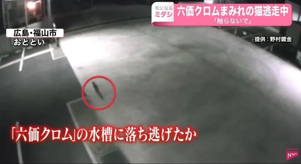 Συναγερμός στην Ιαπωνία για την «τοξική γάτα»: Έπεσε σε δεξαμενή με επικίνδυνα χημικά – Δείτε βίντεο