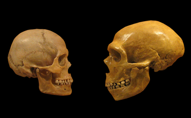 κρανία homo sapiens και Neanderthal