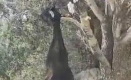 Ικαρία κατσίκα