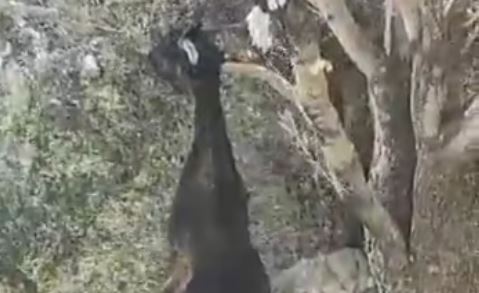 Ικαρία κατσίκα