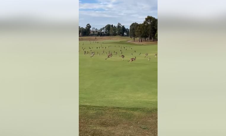 Βίντεο: Εκατοντάδες καγκουρό διέκοψαν αγώνα γκολφ
