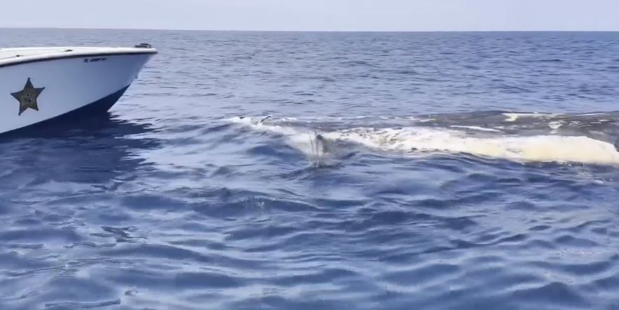 Βίντεο: Καρχαρίες καταβροχθίζουν φάλαινα
