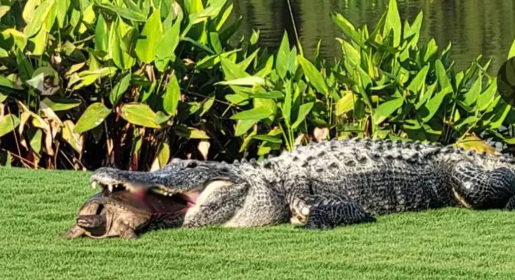 Αλιγάτορας προσπαθεί να καταβροχθίσει χελώνα – «Δεν έχω ξαναδεί κάτι τέτοιο»