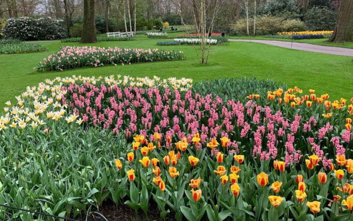 Ολλανδία: Ο μεγαλύτερος κήπος με τουλίπες στον κόσμο γιορτάζει τα 75α γενέθλιά του