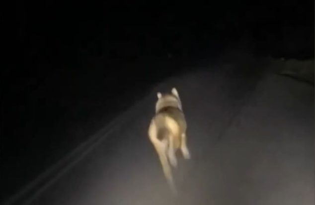 λύκος καταδίωξη