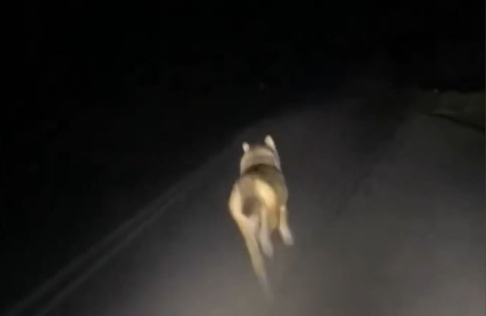 λύκος καταδίωξη