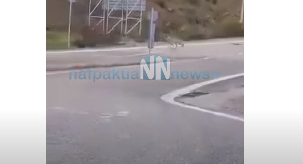 Λύκος κάνει… βόλτες στην Ιονία οδό – Δείτε βίντεο