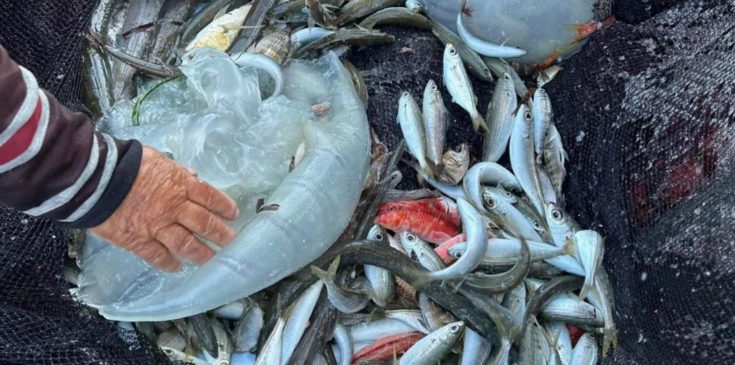 μέδουσα Rhopilema-nomadica ρόδος