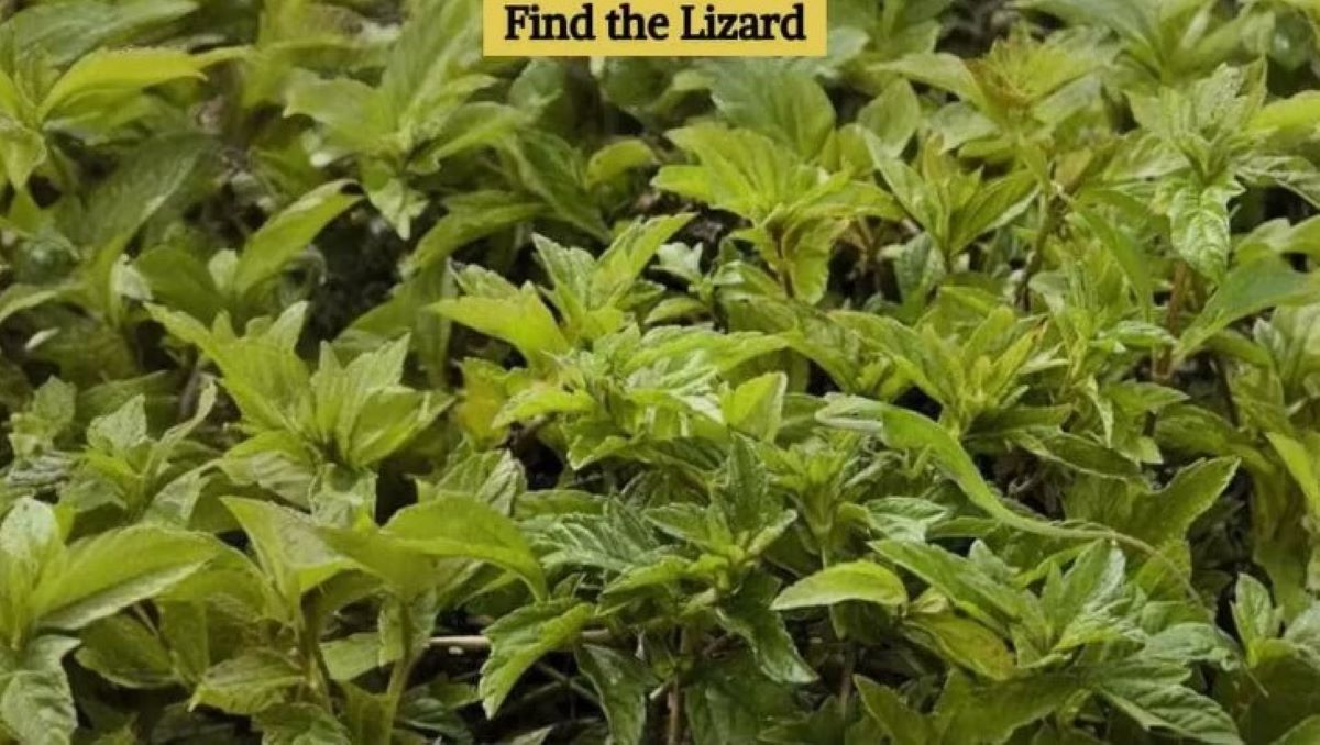 Οπτική ψευδαίσθηση