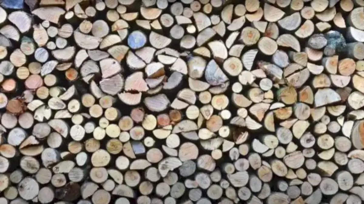 Οπτική ψευδαίσθηση: Μόνο το 3% των ανθρώπων μπορεί να εντοπίσει την αράχνη σε 8 δευτερόλεπτα