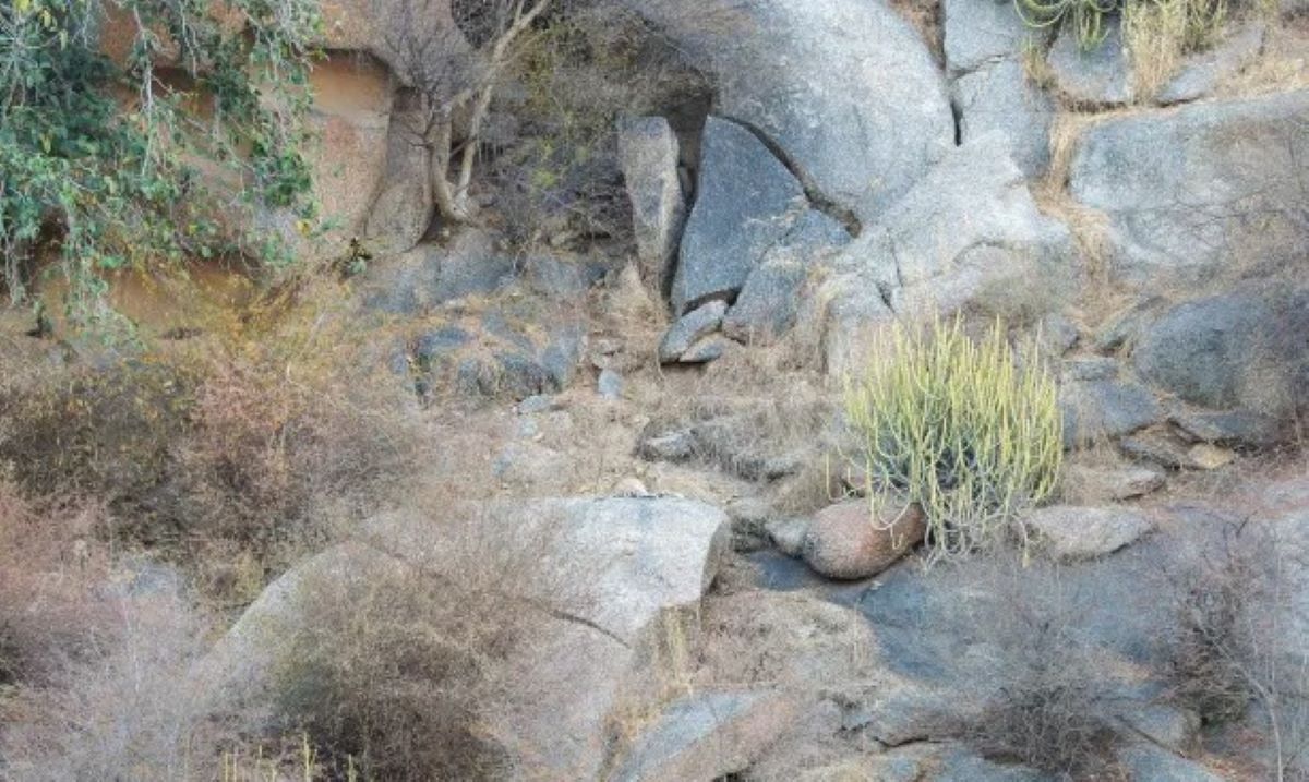 Οπτική ψευδαίσθηση: Είσαι αληθινός ντετέκτιβ αν μπορείς να βρεις την λεοπάρδαλη σε 6 δευτερόλεπτα