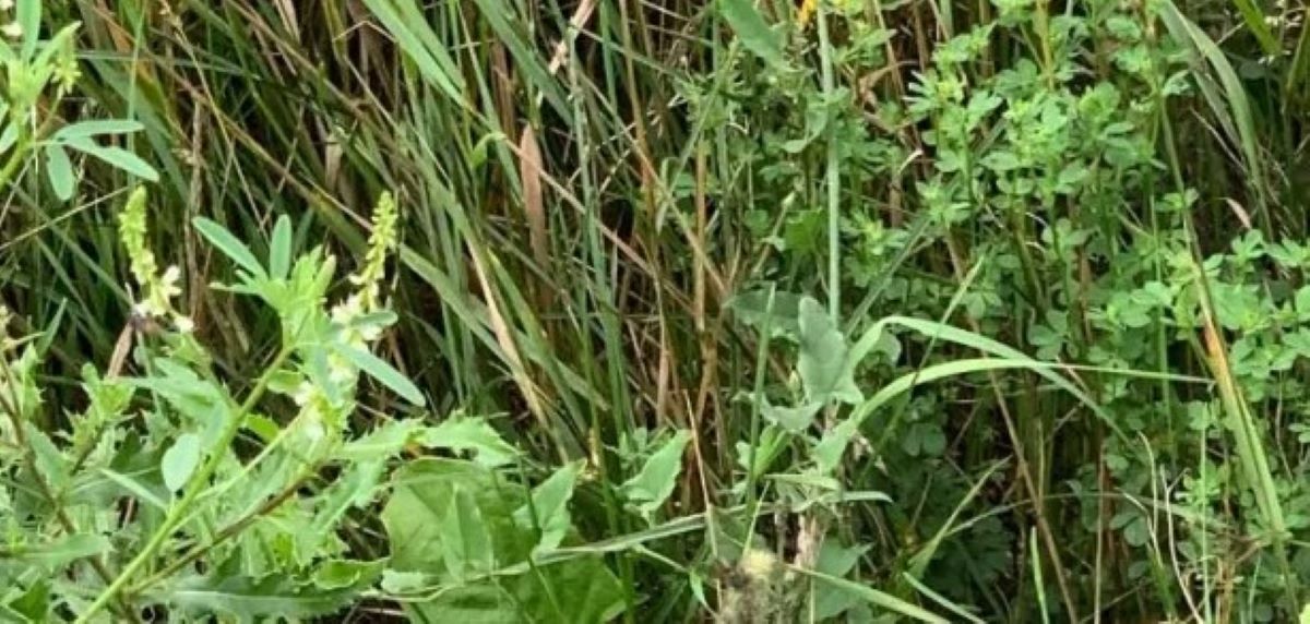 Οπτική ψευδαίσθηση: Μόνο οι πραγματικά έξυπνοι άνθρωποι θα βρουν το Αλογάκι της Παναγίας σε 6 δευτερόλεπτα