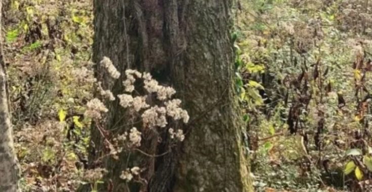 Οπτική ψευδαίσθηση