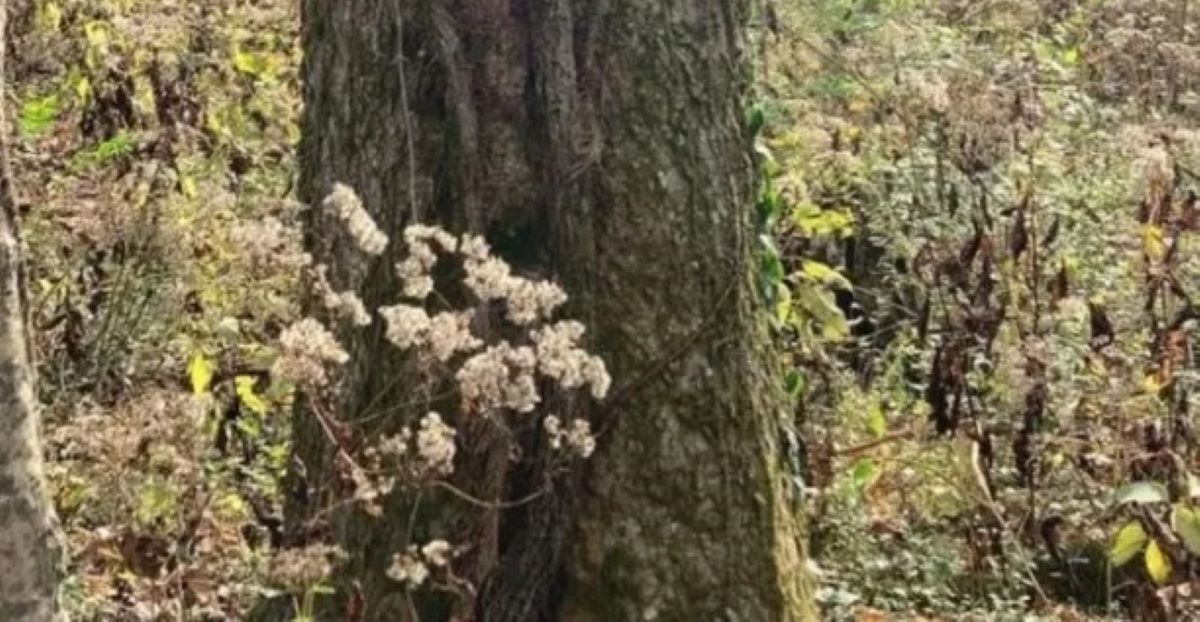 Οπτική ψευδαίσθηση