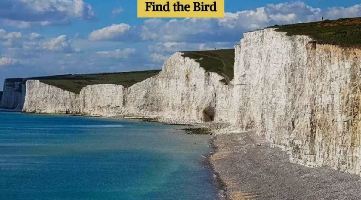 Οπτική ψευδαίσθηση: Μόνο το 3% μπορεί να εντοπίσει το πουλί σε 8 δευτερόλεπτα