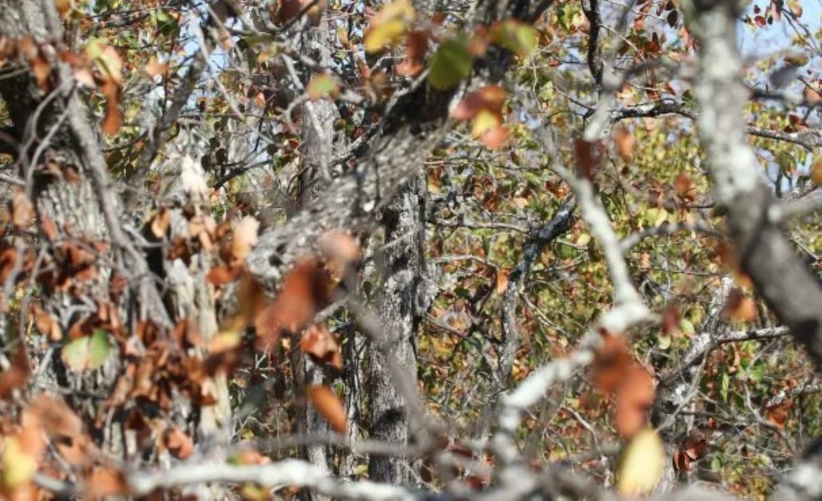 Οπτική ψευδαίσθηση: Μόνο 1 στους 5 ανθρώπους με εξαιρετική παρατηρητικότητα μπορεί να βρει την κουκουβάγια σε 7 δευτερόλεπτα