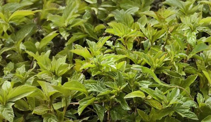 Οπτική ψευδαίσθηση