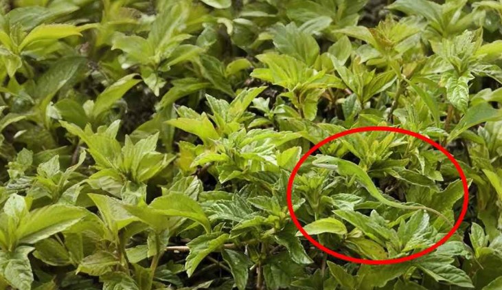 Οπτική ψευδαίσθηση