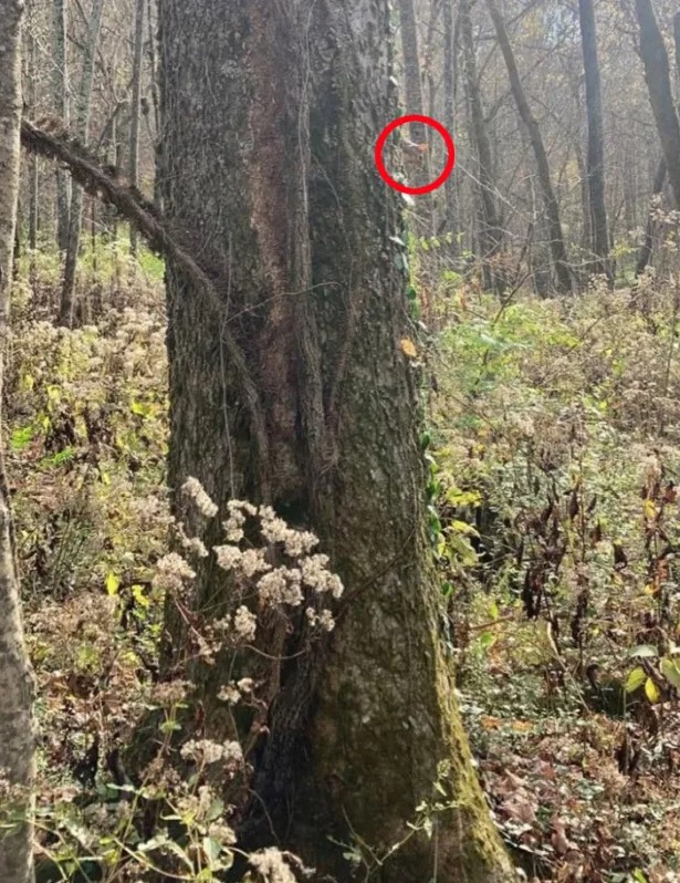 Οπτική ψευδαίσθηση