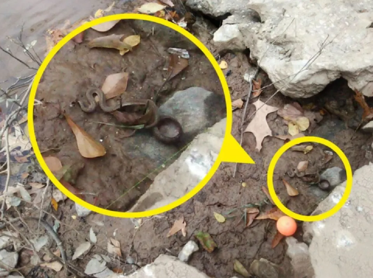 οπτική ψευδαίσθηση