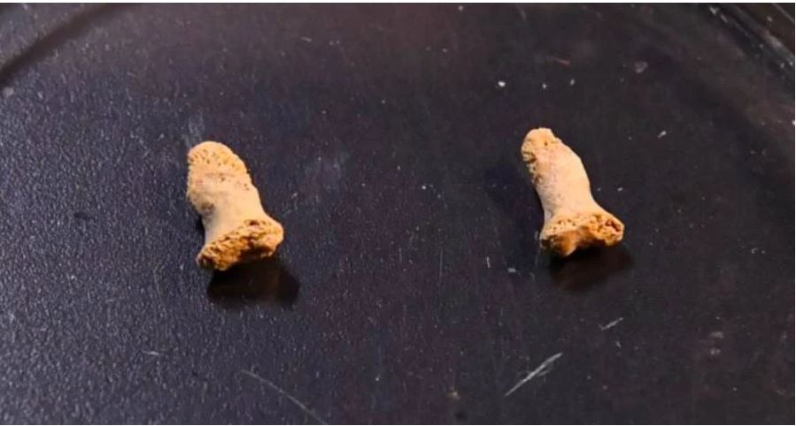 Άφωνοι οι αρχαιολόγοι με το φρικιαστικό μυστικό που έκρυβαν οστά 115.000 ετών