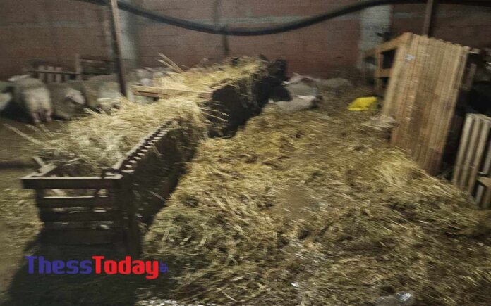 Κακοκαιρία – Πιερία: Κραυγή αγωνίας από κτηνοτρόφο – Έχασε πάνω από 300 ζώα – ΦΩΤΟ και ΒΙΝΤΕΟ