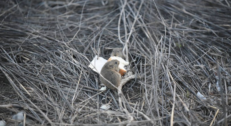 Λάρισα: Συνοικία γέμισε με ποντίκια – Μεγάλη ανησυχία των κατοίκων