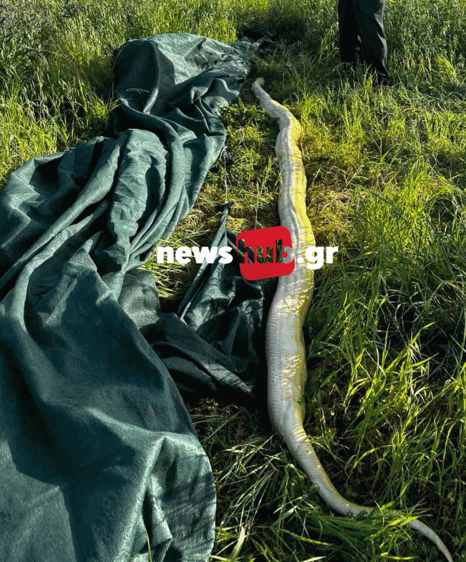 Ηράκλειο - Πύθωνας