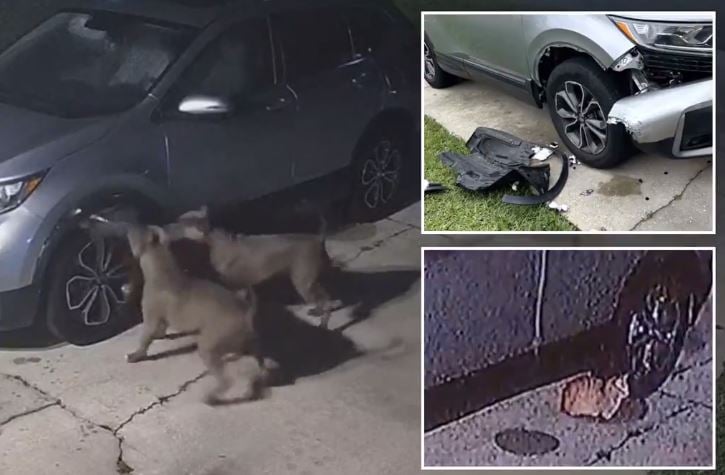 Βίντεο: 2 σκυλιά προκαλούν ζημιά 3.000 δολαρίων σε αυτοκίνητο ενώ κυνηγούσαν γάτα